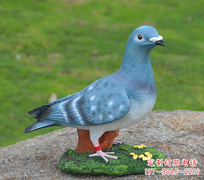 宁夏和平鸽传承着永恒的爱