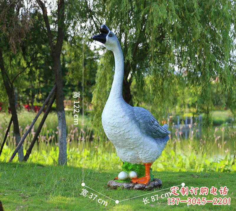 宁夏站立的灰色天鹅